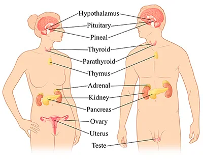 Endocrine system Endocrine system