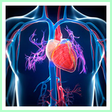 The cardiovascular system