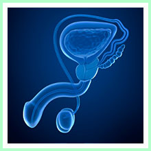  Male reproductive system