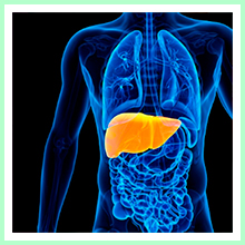 Peptide therapy liver